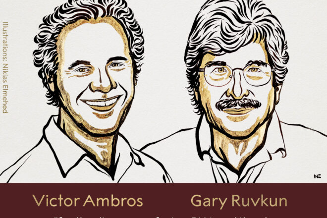 Els biòlegs Victor Ambros i Gary Ruvkun, premi Nobel de Medicina