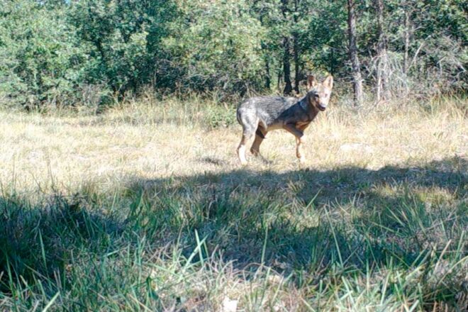 Detecten una lloba al Pirineu per primera vegada d’ençà del 2008