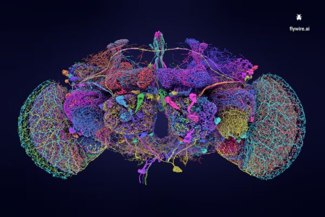 El mapa d’un cervell diminut que marca una fita històrica per a la neurociència