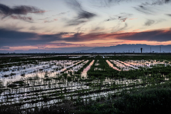 A l'illa de Buda el cultiu de l’arròs és l’activitat econòmica principal, juntament amb la gestió cinegètica i pesquera i el turisme rural (fotografies: Àngel Garcia).