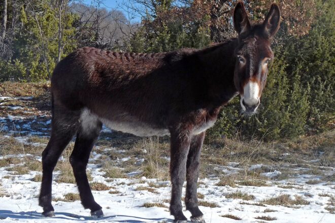 L’ase català és reconegut com a raça a l’estat francès en la seva lluita per salvar-se de l’extinció