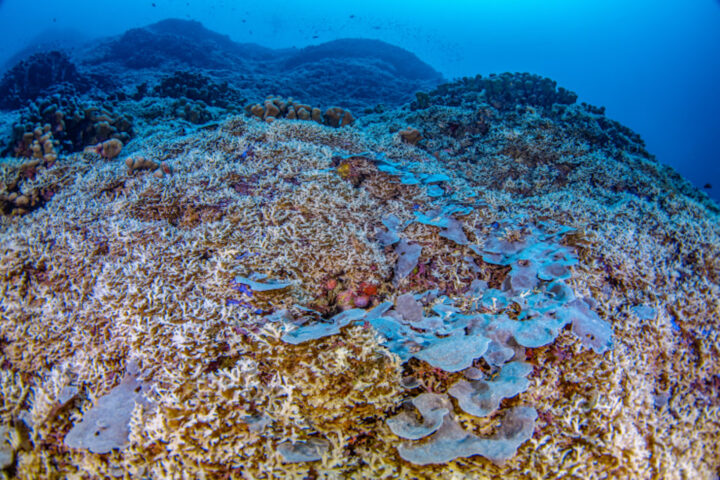 El corall que s'ha descobert (fotografia: National Geographic).