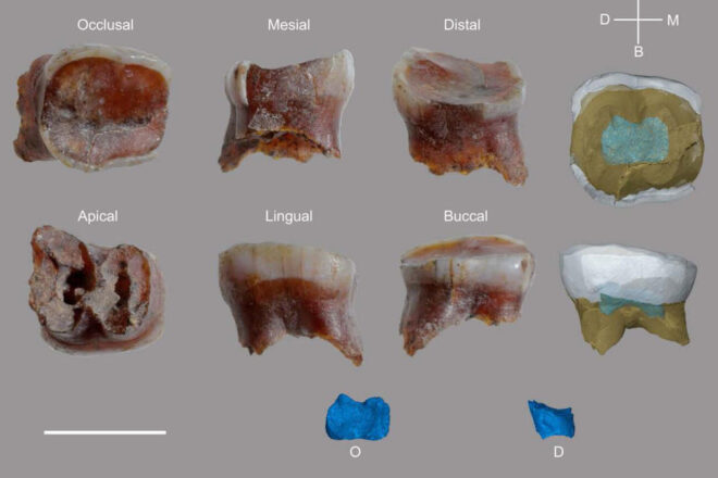 Descobreixen restes de neandertals de fa més de 120.000 anys a la cova l’Arbreda de Serinyà