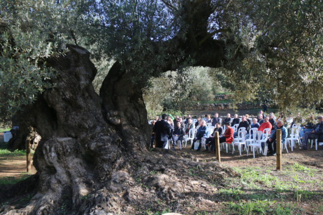 La collita d’oli mil·lenari al territori Sénia cau enguany a seixanta-sis litres