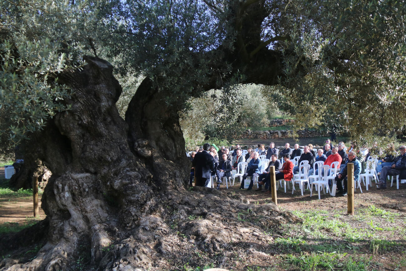 La collita d'oli mil·lenari al territori Sénia cau enguany a seixanta-sis litres