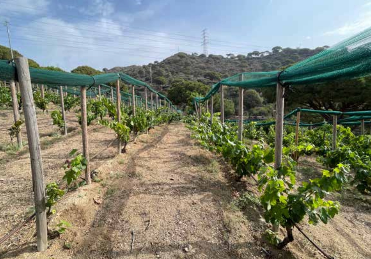 Vinya d'en Sabater, a Santa Coloma de Gramenet (fotografia: Òscar Pallarès).