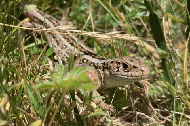 Descobreixen una població estable de llangardaix pirinenc al Parc Natural del Cadí-Moixeró