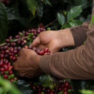 Starbucks i Nestlé, a l’ull de l’huracà per abusos laborals a la Xina