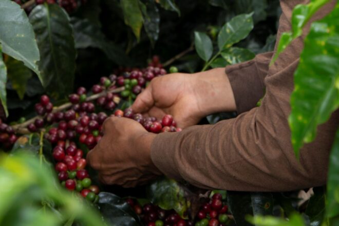 Starbucks i Nestlé, a l’ull de l’huracà per abusos laborals a la Xina