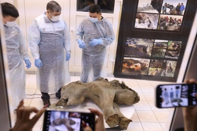 Troben una cria de mamut de més de 50.000 anys en bon estat de conservació