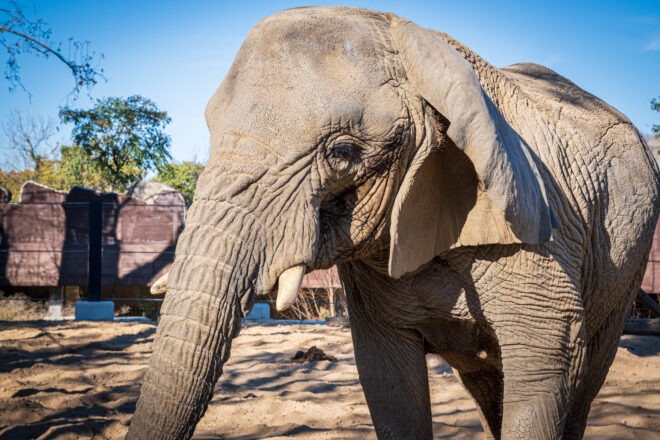 S'ha mort al Zoo de Barcelona la Yoyo, l’elefanta més longeva del món