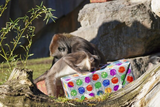 Els animals del Bioparc de València reben els regals dels Reis d’Orient per avançat