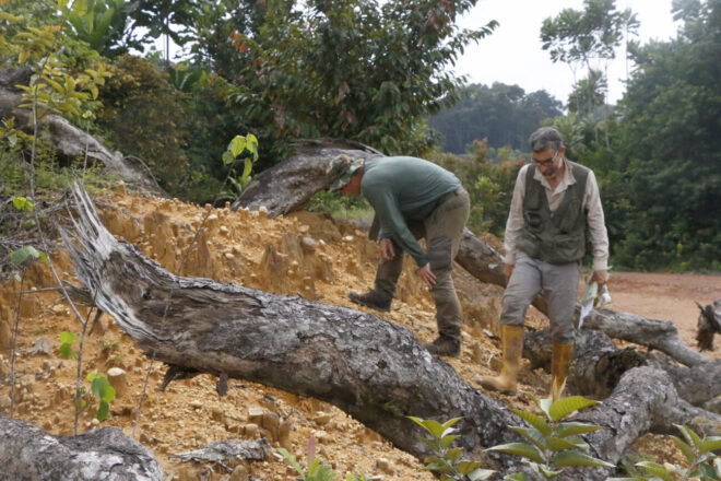 Documenten per primera vegada la pervivència de l’Homo sapiens a les selves tropicals africanes