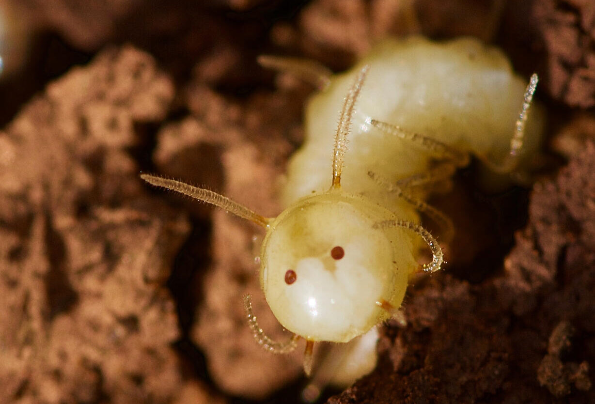 Larva de mosca blava trobada (fotografia: cedida per Vlad Dinca).