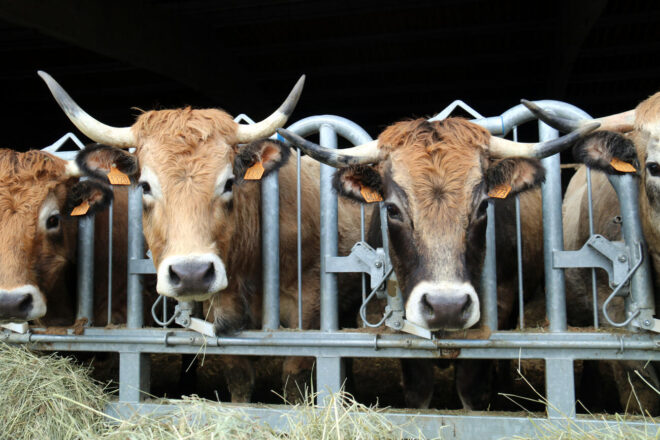 Detecten nou cas de dermatosi nodular a Catalunya Nord, tot i la vaccinació completa del bestiar
