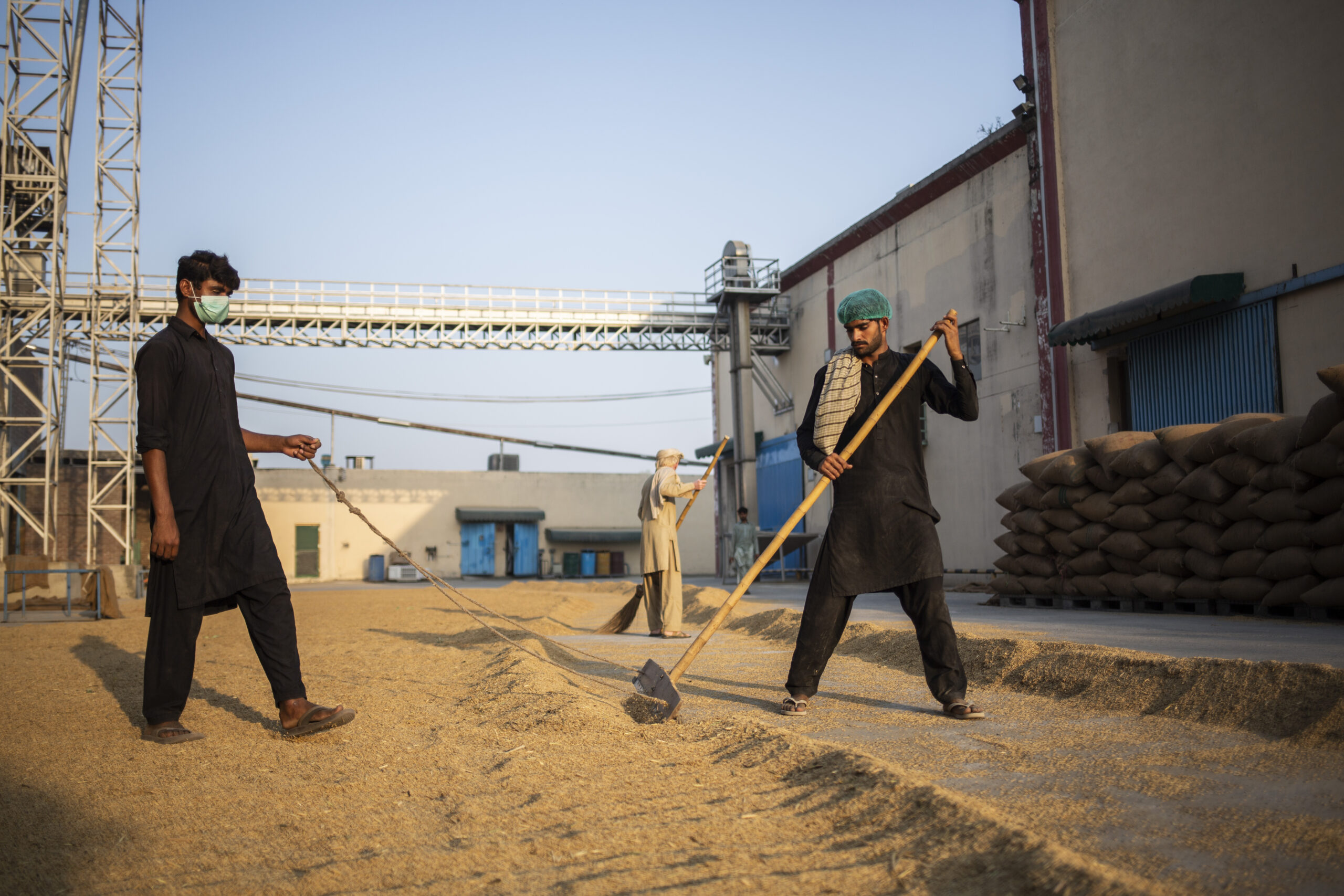 Un grup de treballadors paquistanesos asseca un carregament de basmati abans de passar a la fase de refinament (fotografia: Saiyna Bashir/The Washington Post).