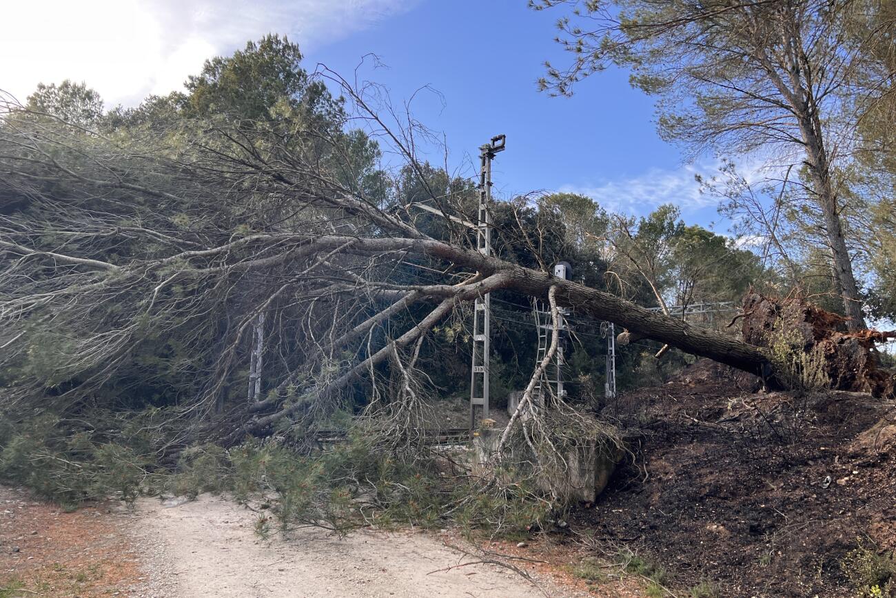 Un arbre caigut ahir sobre la via del tren a Sant Miquel de Fluvià