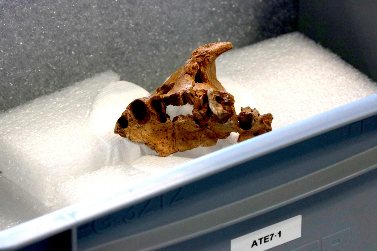 Arqueòlegs catalans descobreixen a Atapuerca el fragment de l'os facial humà més antic de l'Europa occidental