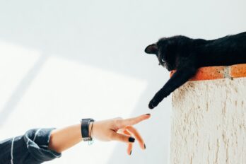 Fotografia: Humberto Arellano / Unsplash.