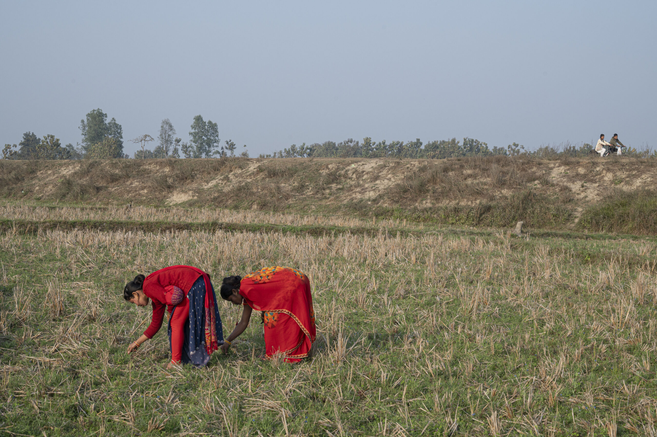 Geetanjali (dreta) i Karishma Devi (esquerra) treballen al camp a Parsauni, el seu poble d'origen (fotografia: Saumya Khandelwal/The Washington Post).