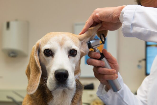 Crit d’alerta per l’alt risc de suïcidi entre els veterinaris
