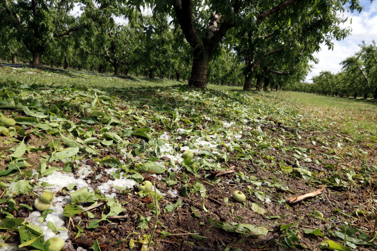 Fruits i fulles de paraguaians han caigut a terra a Alcarràs (Segrià) a conseqüència de la pedregada (fotografia: ACN / Roger Segura).