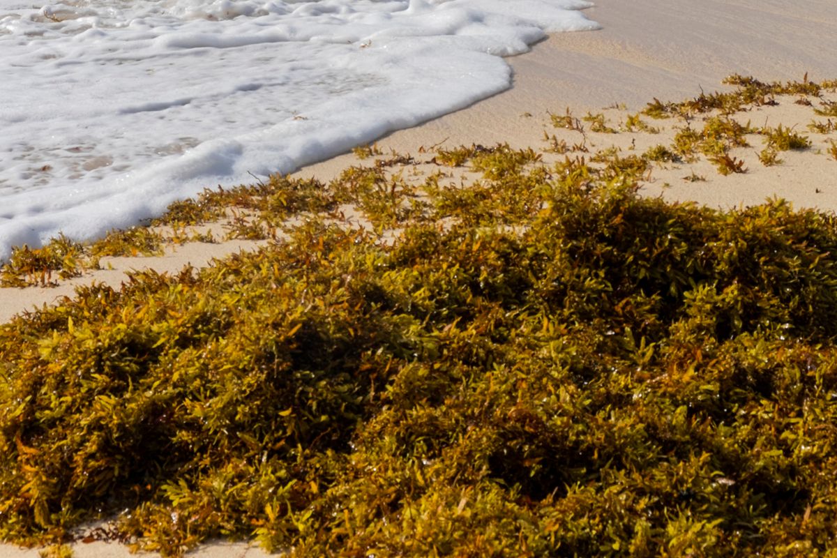 Detall d'una acumulació de sargàs en una platja (fotografia: Jonathan Wilkins/Wikimedia Commons).