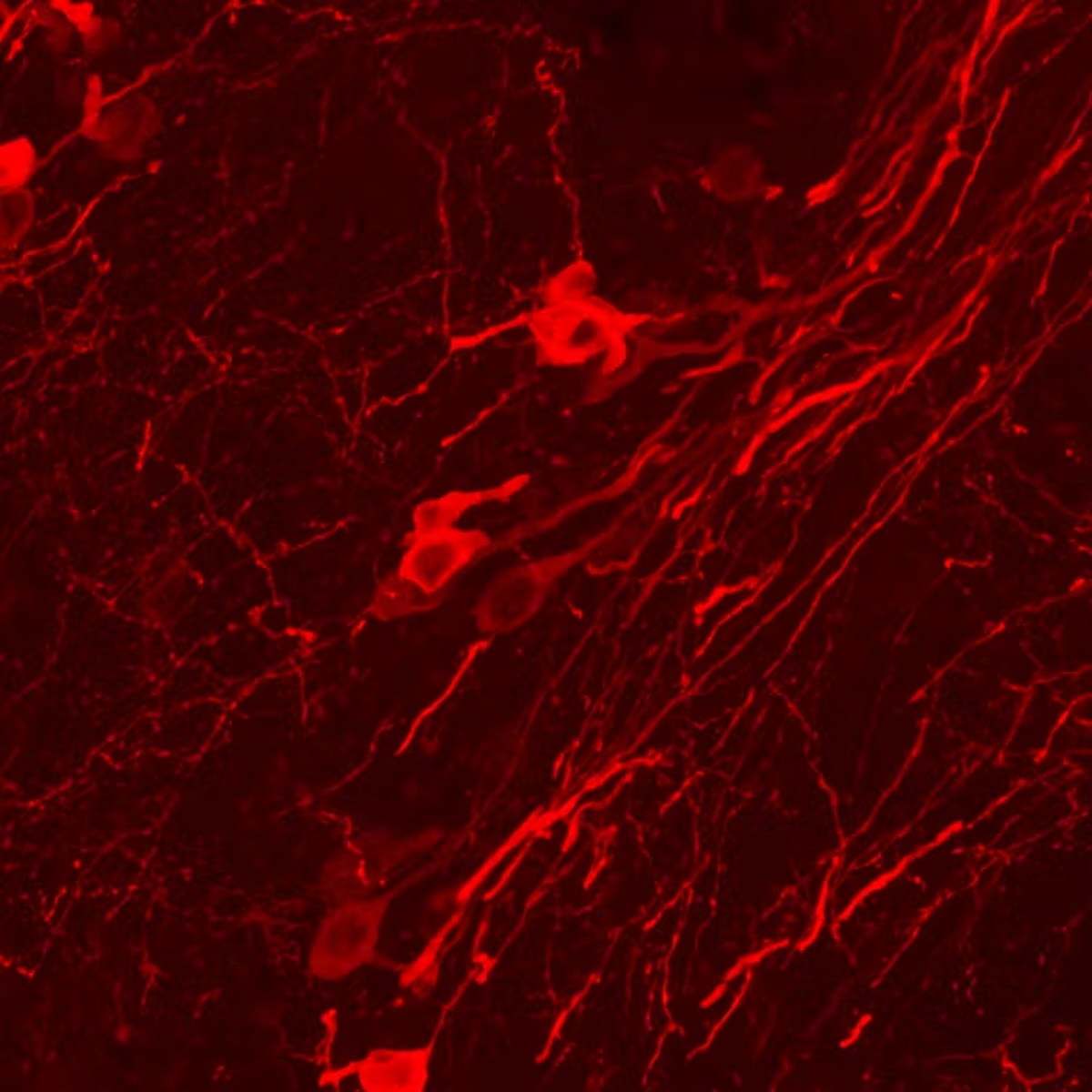 neurones de substància negra, que alliberen dopamina