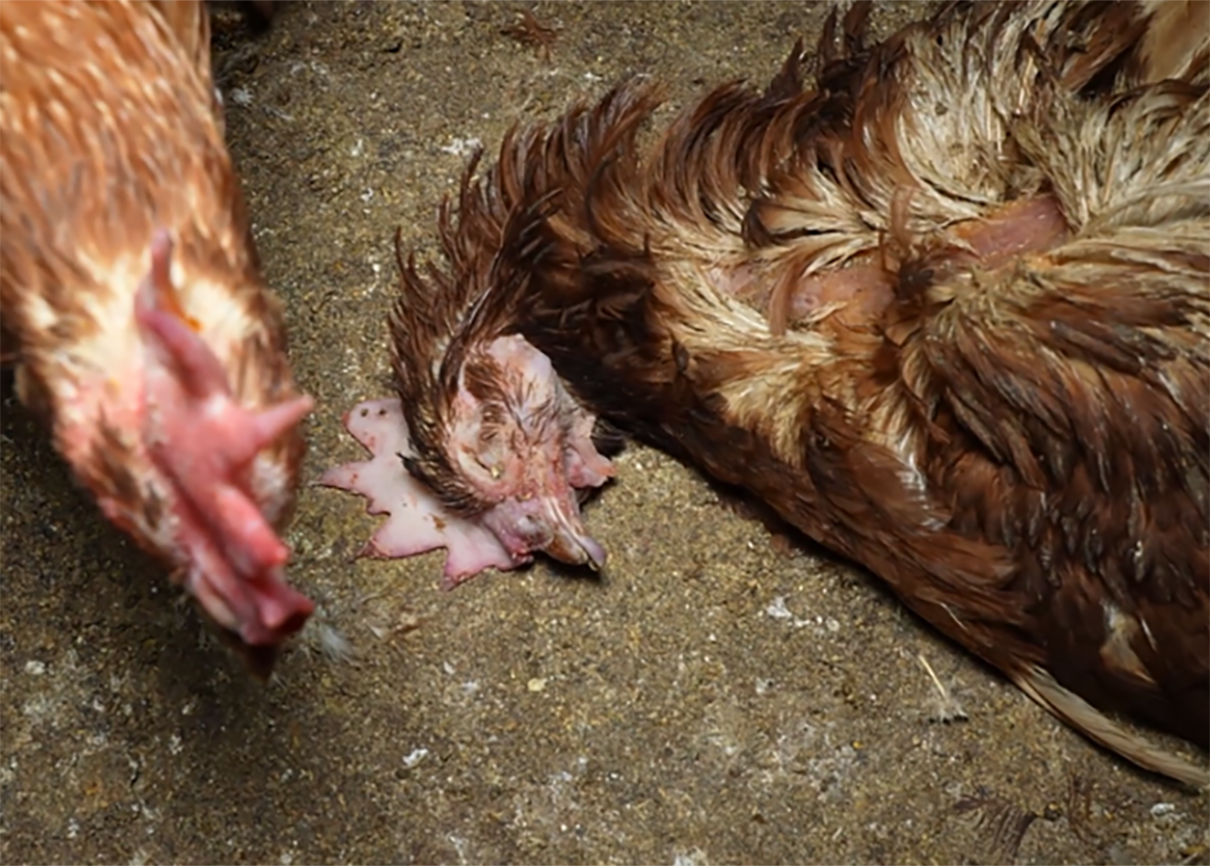 Una de les imatges distribuides per l'entitat animalista 'Arde' de la granja de Llucmajor