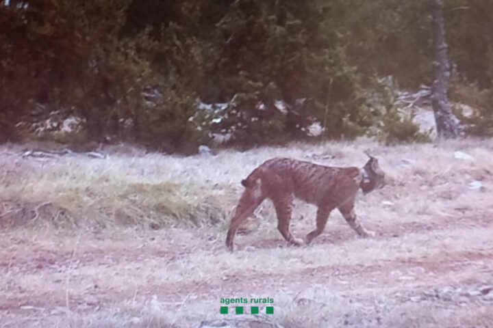 Linx a Catalunya