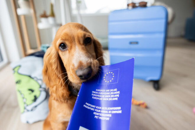 Una mascota val el mateix que una maleta perduda?