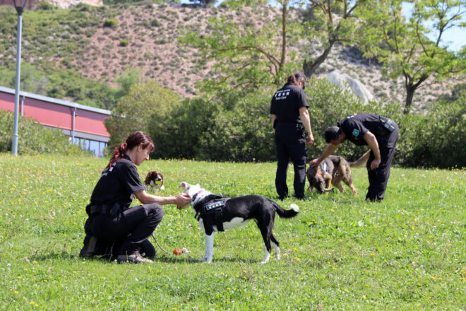 Interior assumirà les despeses de manutenció i veterinàries dels gossos Agents Rurals fins a la seva mort