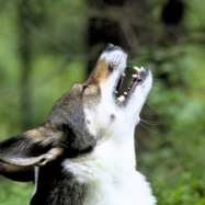 Udolar, renillar, esgüellar…: com criden els animals?