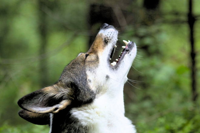 Udolar, renillar, esgüellar…: com criden els animals?