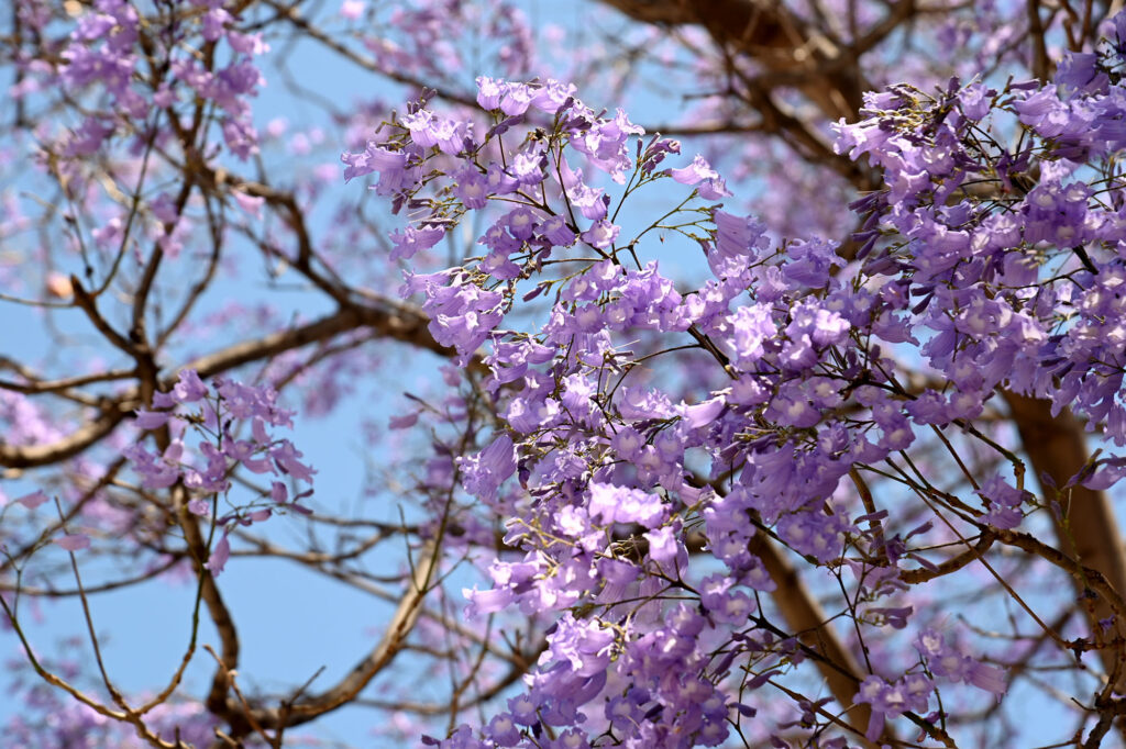 Tots tenim un arbre