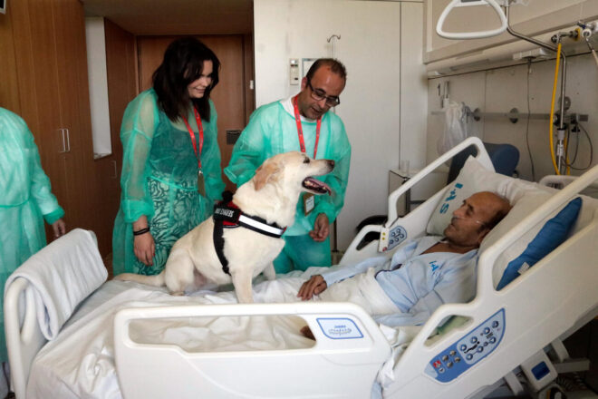 Impulsen un projecte pioner perquè els pacients hospitalitzats es puguin retrobar amb els seus gossos