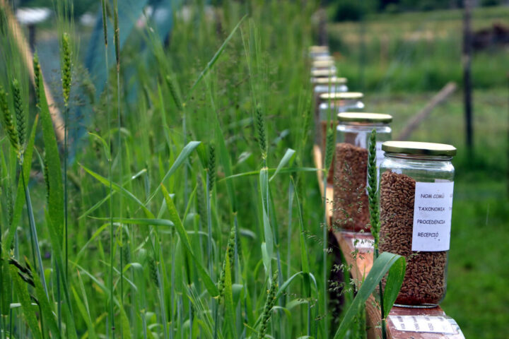 Tenen uns 45 metres quadrats dedicats a recuperar antigues varietats de blat (fotografia: ACN / Maria Garcia / Gerard Vilà).