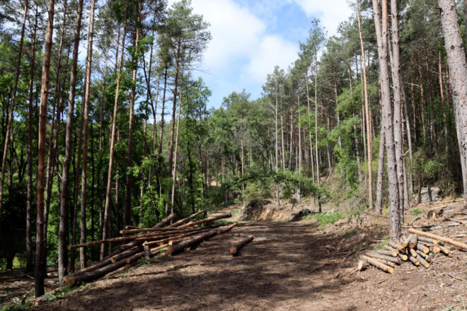 Propietaris forestals adverteixen de la manca de prevenció contra els incendis: “Cada any la situació és més crítica”