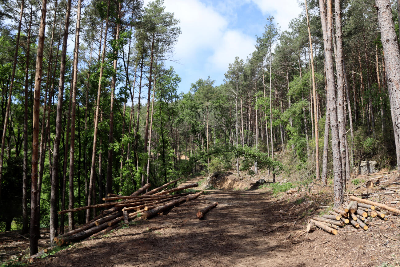 Propietaris forestals adverteixen de la manca de prevenció contra els incendis: “Cada any la situació és més crítica”