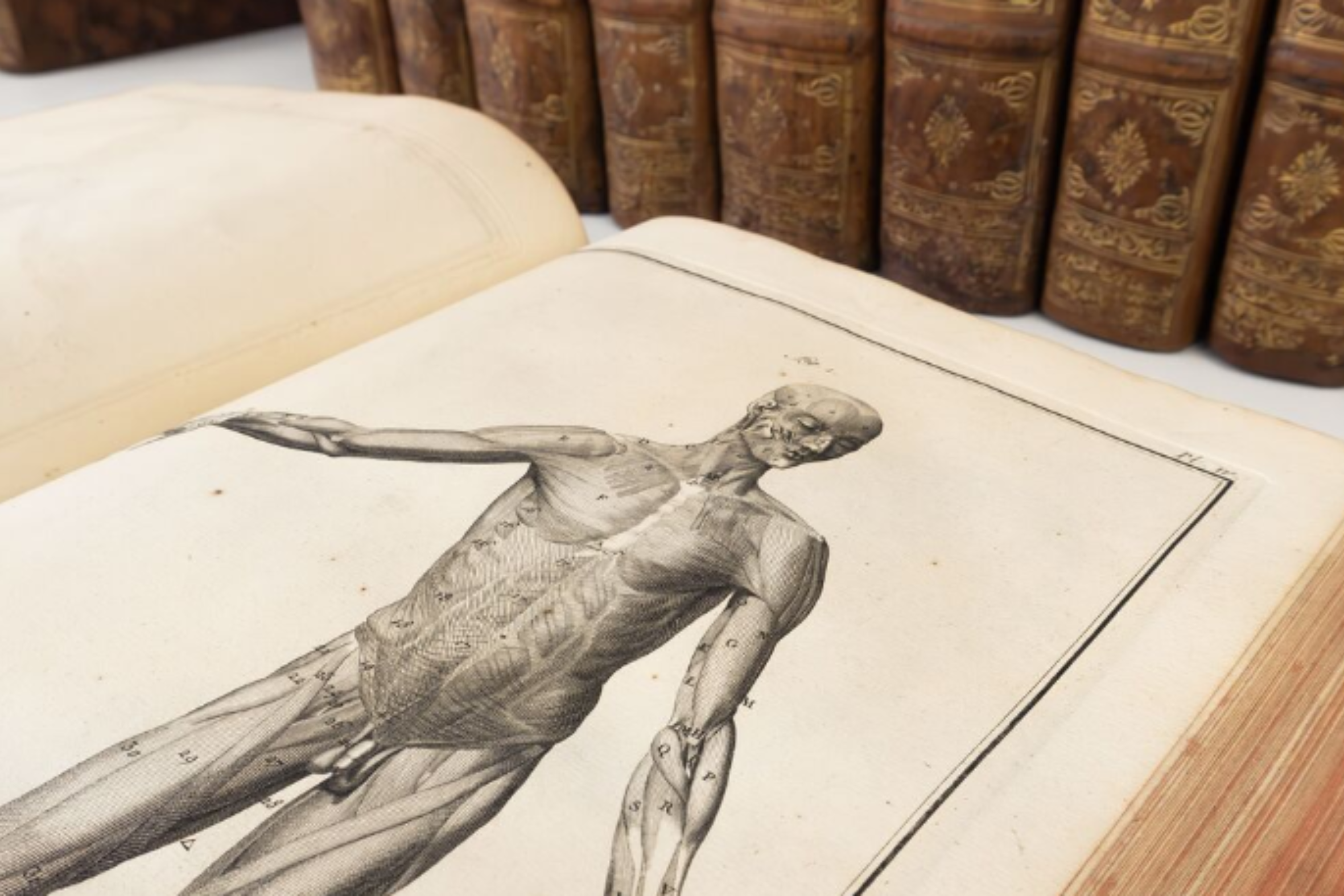 Detall de l’enciclopèdia de Diderot i D’Alembert.