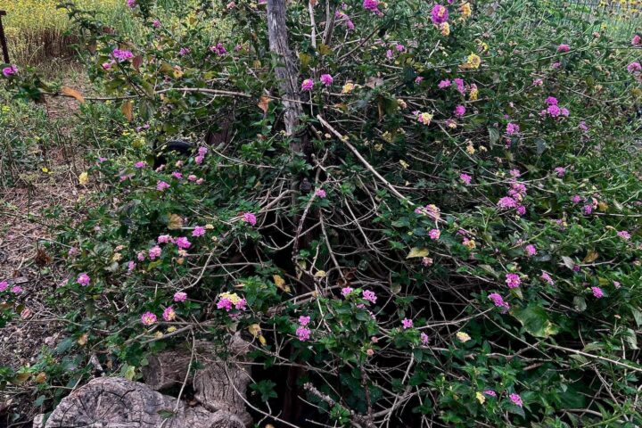 Closcadelletra (CDLXXII): Intermezzo
