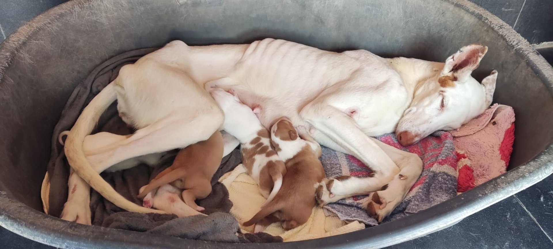 Fotografia: Ajuntament de l'Alcora.