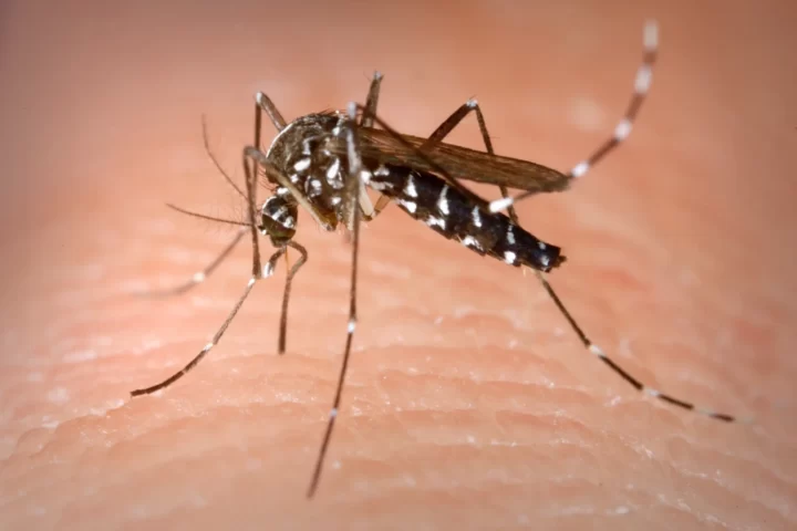 Un mosquit tigre, en una imatge d'arxu.