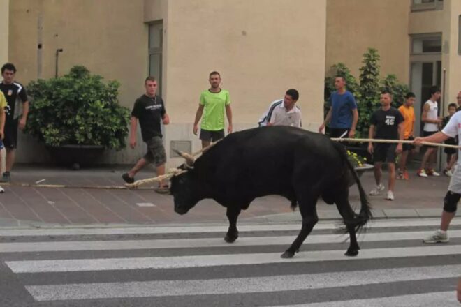 Cinc denúncies contra els correbous de l’ermita de l’Aldea per participació de menors i manca de supervisió