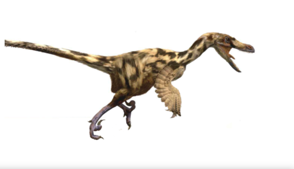 Descobreixen quatre tipus de dinosaures carnívors en un jaciment del Pallars