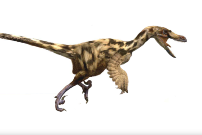 Descobreixen quatre tipus de dinosaures carnívors en un jaciment del Pallars