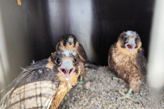 Lleida introdueix falcons a la ciutat per limitar l’augment d’unes altres espècies d’ocells