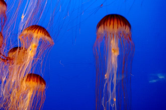 Alerten d’un augment de meduses aquest estiu per la pujada de la temperatura de la mar