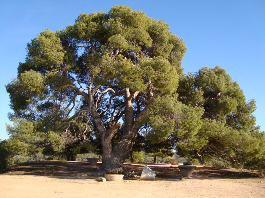 El Pi de Pino