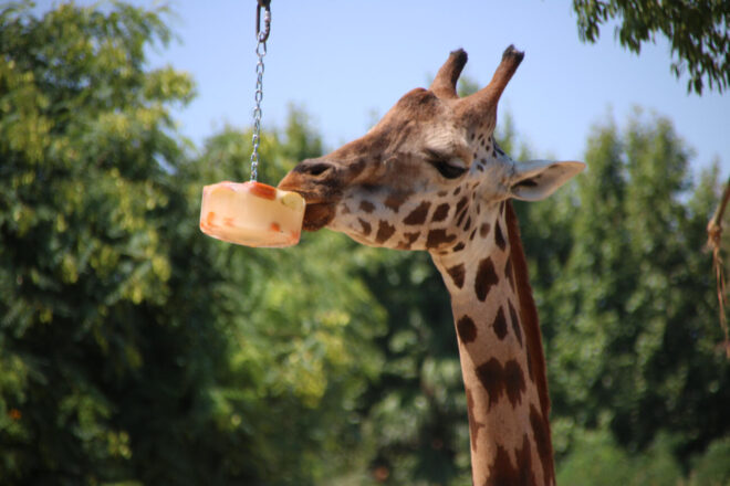 El Zoo de Barcelona activa mesures per fer front a la calor extrema i garantir el benestar dels animals